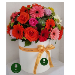 Gerberas mixtas